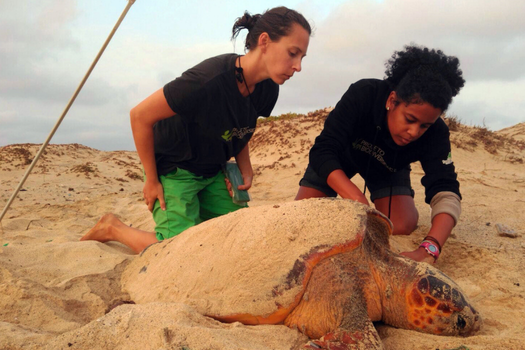 Loggerhead turtle conservation: empowering NGOs through research

